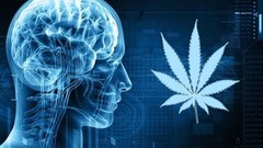 Brain and marijuana